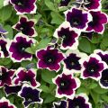 Tarhapetunia Cascadias Rim Magenta