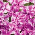 Tarhapetunia Amarena Twist