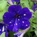 Tarhapetunia Night Sky
