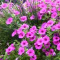 Riippapetunia Pure Raspberry