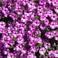 Tarhapetunia Raspberry Star