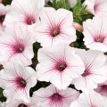 Tarhapetunia Supertunia Vista Silverberry