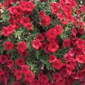 Riippapetunia Deep Red