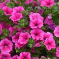 Riippapetunia Hot Pink