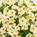 Tarhapetunia Surfinia Trailing Light Yellow