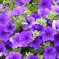 Riippapetunia Giant Blue