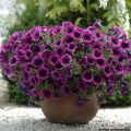 Tarhapetunia Merlot
