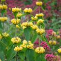Anatolianpaloyrtti - Phlomis russeliana