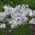 Sinileimu White Perfume