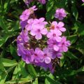 Syysleimu Hesperis