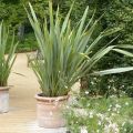 Tähkälilja - Phormium tenax