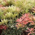 Japaninkellovaivero Flaming Silver