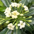 Kiiltokielopuu - Pittosporum tobira