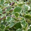 Liisukka Variegatus