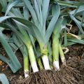 Kesäpurjo luomu - Allium ampeloprasum