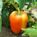 Maustepaprika Petit Marseillais luomu - Ferme de Sainte Marthe