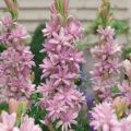 Tuberosa Pink Sapphire