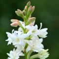 Tuberosa The Pearl