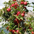 Tarhaomenapuu Fruit Me Apple Me Red Gala