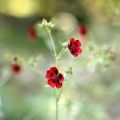 Verihanhikki - Potentilla atrosanguinea