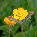 Japaninhanhikki - Potentilla megalantha