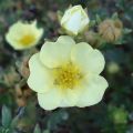 Pensashanhikki Primrose Beauty