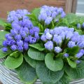Kääpiöesikko Rosebud F1 Crocus blue