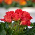 Kääpiöesikko Rosebud F1 Red Shades