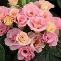 Kääpiöesikko Rosebud F1 Tutti frutti