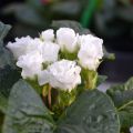 Kääpiöesikko Rosebud F1 White