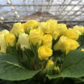 Kääpiöesikko Rosebud F1 Light yellow