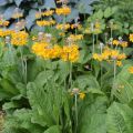 Kiinankeltaesikko - Primula bulleyana