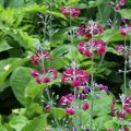 Setsuaninesikko - Primula pulverulenta