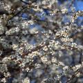 Oratuomi - Prunus spinosa
