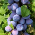 Luumu Fruit Me Plum Me Angeleno