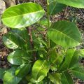 Laakerikirsikka Rotundifolia