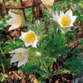 Kylmänkukka Alba