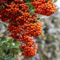 Välimerentulimarja SAPHYR Orange Cadange