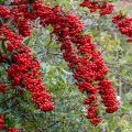 Välimerentulimarja SAPHYR Rouge Cadou