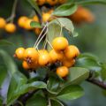Välimerentulimarja Saphyr Jaune