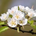Villipäärynäpuu - Pyrus pyraster