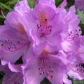 Puistoalppiruusu Grandiflorum