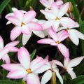 Rhodohypoxis Rhodohypoxis x Hypoxis Fairy Kisses