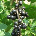 Cassis Andega - Ribes nigrum