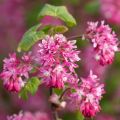 Ruusuherukka - Ribes sanguineum