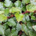 Aitokarhunvatukka - Rubus tricolor