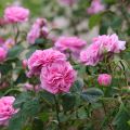 Austinruusu Gertrude Jekyll