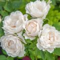 Floribundaruusu Crème Chantilly