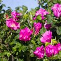 Kurtturuusu - Rosa rugosa