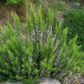 Rosmariini - Rosmarinus officinalis